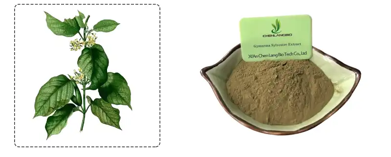 Gymnema Sylvestre Extract.jpg